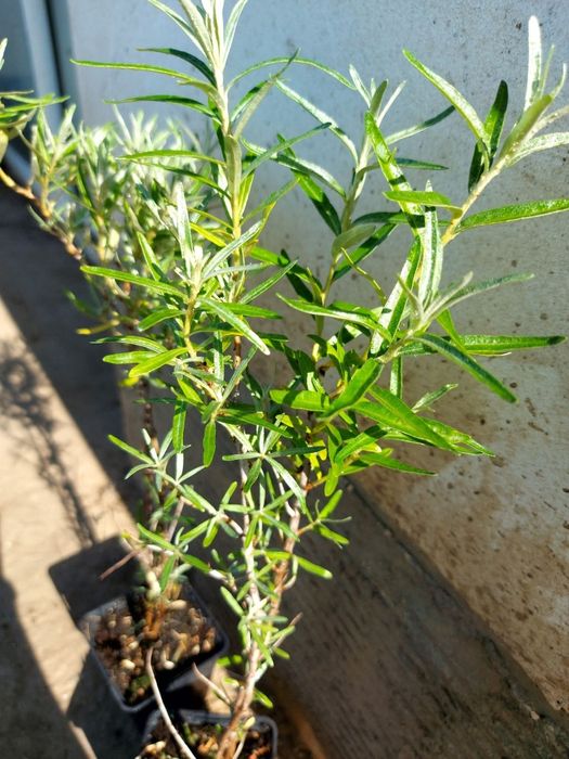 Облепиха в саксия