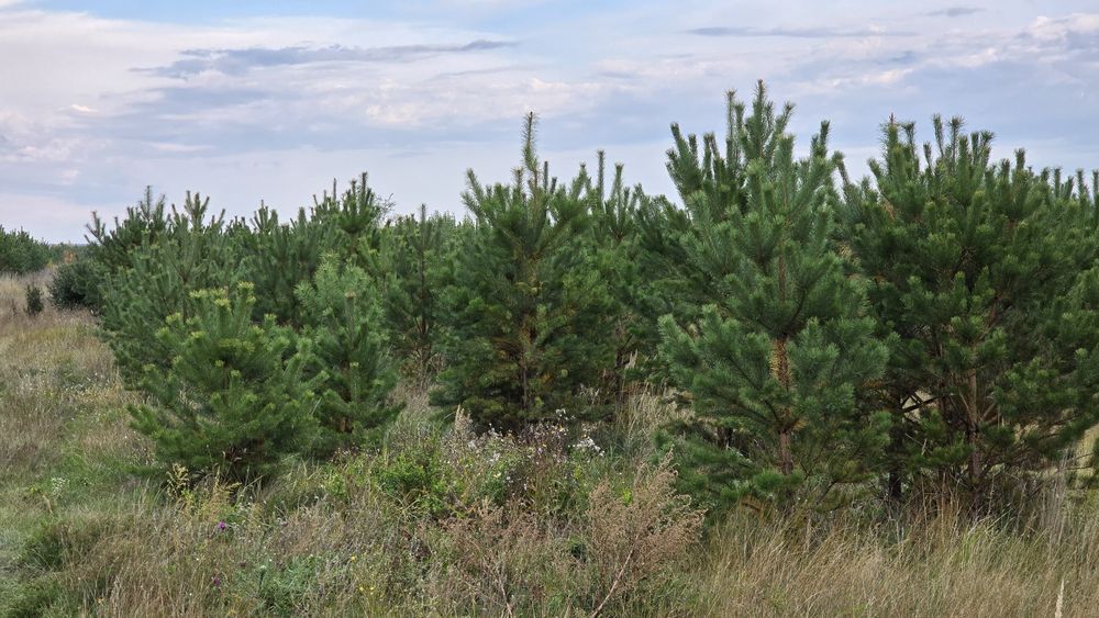 Сосны в большом количестве