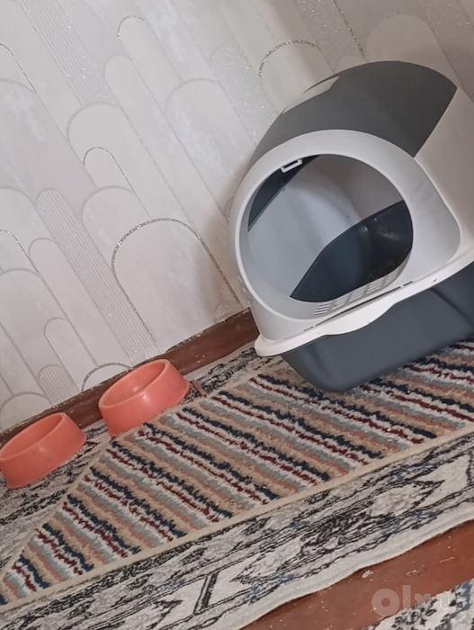 Вислоухий кот продается