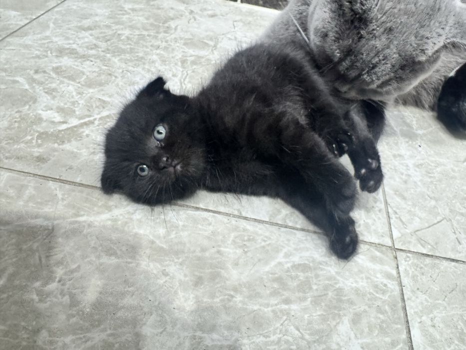 Продам котят шотландские