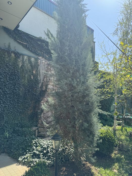 Кипарис итальянский привозной, рост больше 6 метров