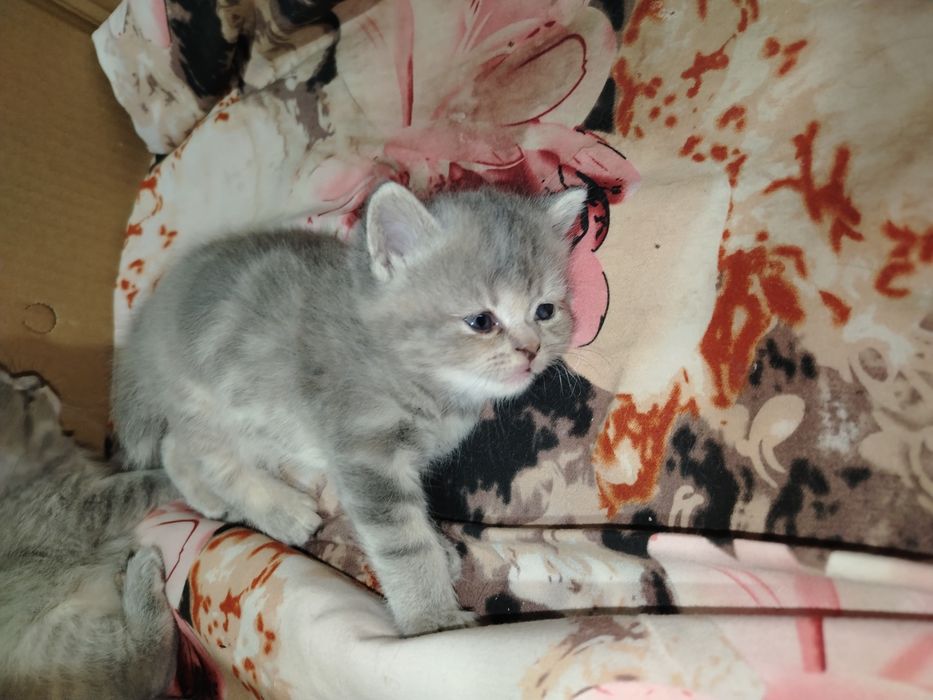 Mushukchalar sotiladi