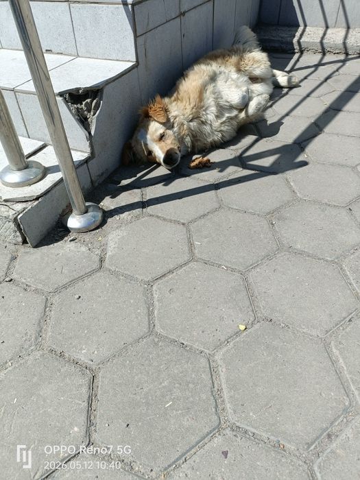 Вот такая молодая собачка совсем одна
