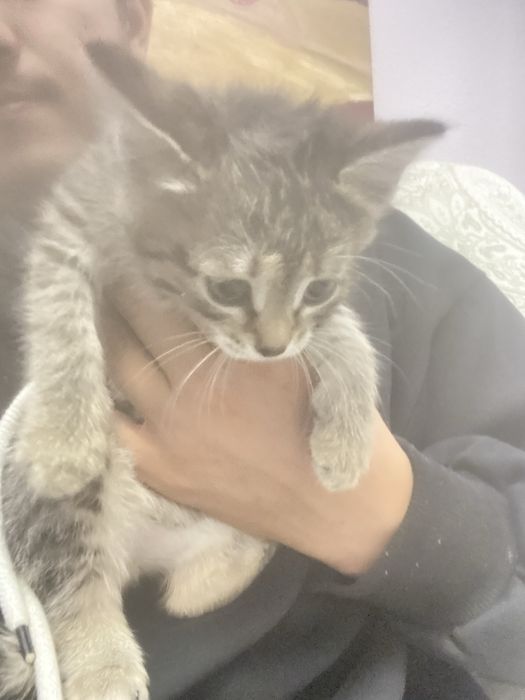 Котенок в добрые руки
