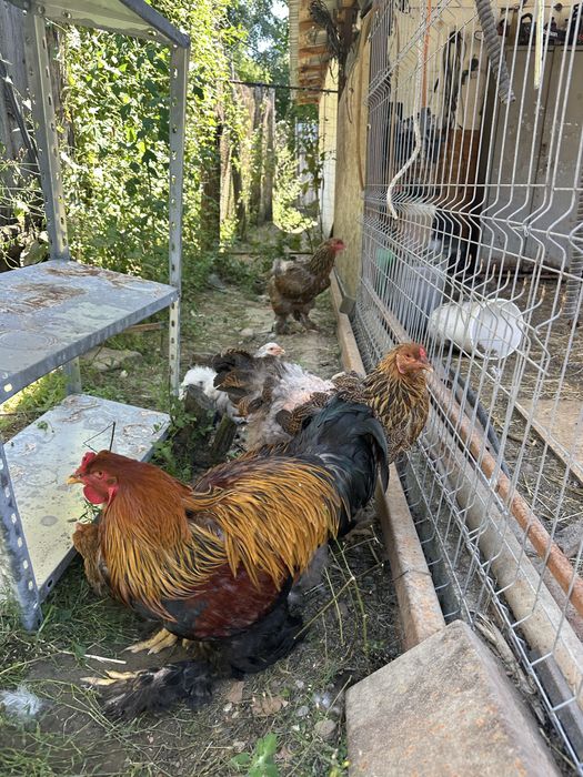 Disponibile 3 gaini brahma potarnichiu