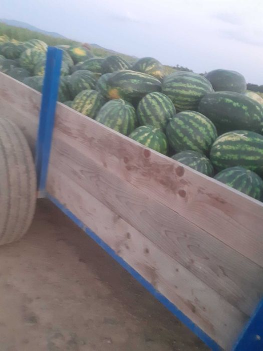 Lubenița proaspăta