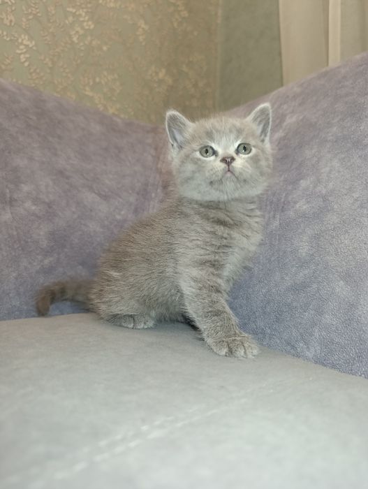 Котята Британские