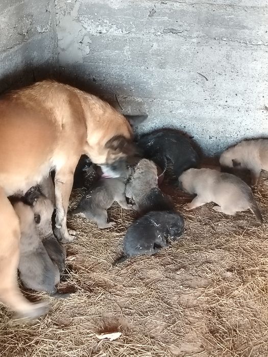 Щенки на продажу