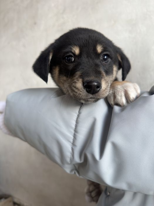 Мальчик щеночек ищет дом