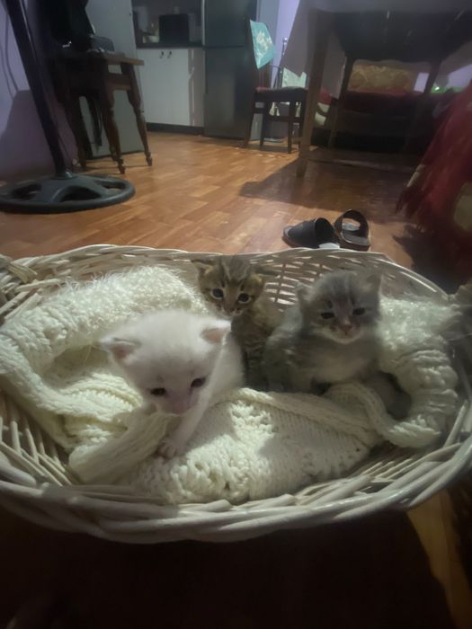 Котики мальчики бесплатно!