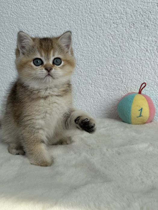 British golden ticked tabby