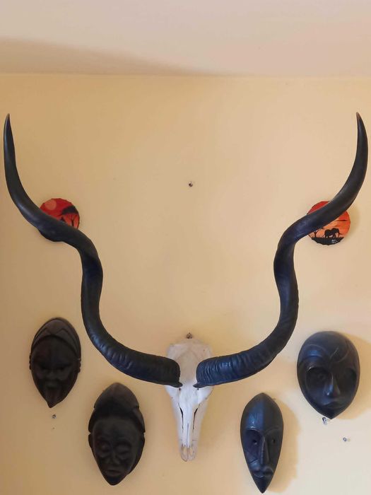 trofeu/trofee/cooarne/craniu de antilopa KUDU imens + masti