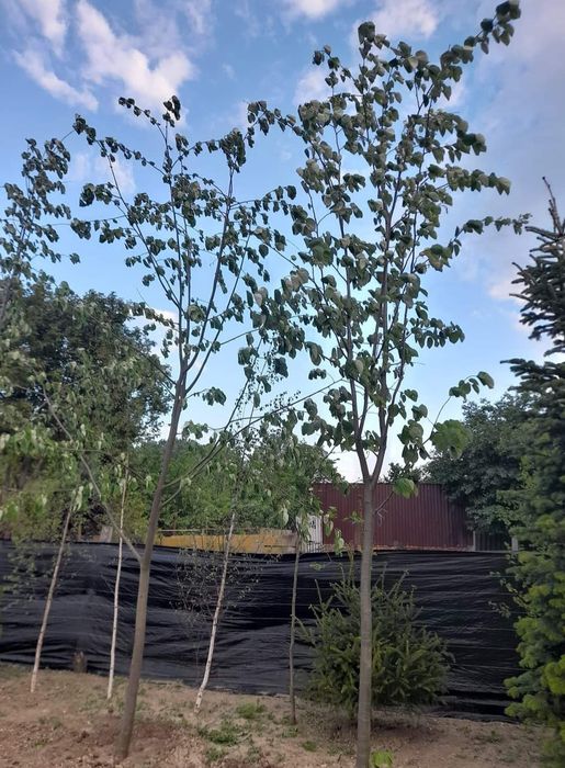 Mesteacăn betula, tei de floare, frasin, carpen, stejar roșu, arțar