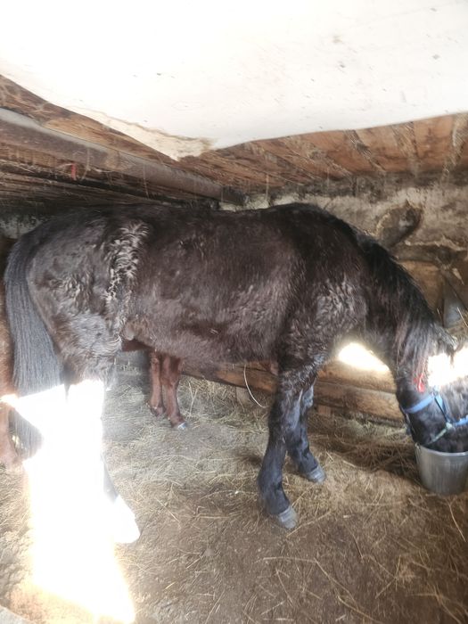 Осы донен аигыр сатылат 3жасар