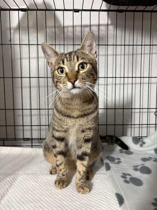 Ponti, motanel castrat pentru adoptie