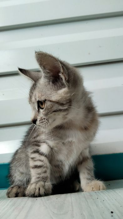 Отдам котенка, девочку