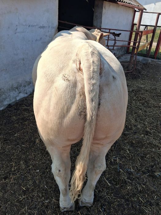 Taur Charolaise de vanzare