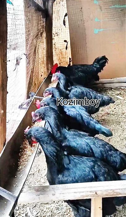 Кора шахзода гигант