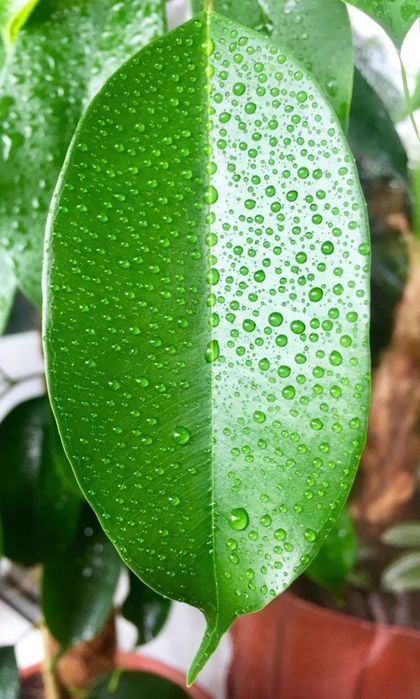 Фикус декоративный продам