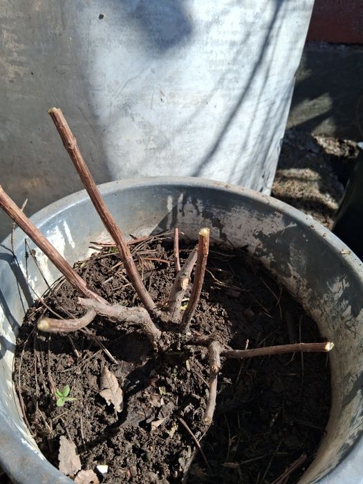 Гортензии метельчатая. ВАНИЛЛА ФРЕЙЗ