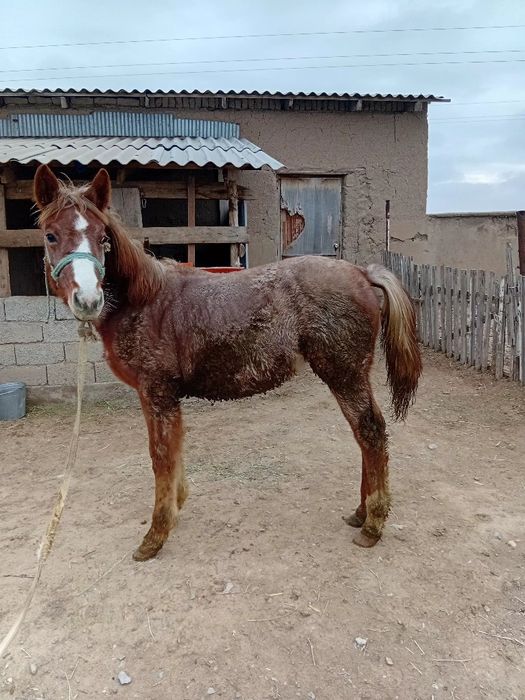 Еркек жабағы сатылады