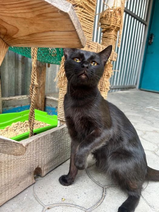 Котики ищут семью.