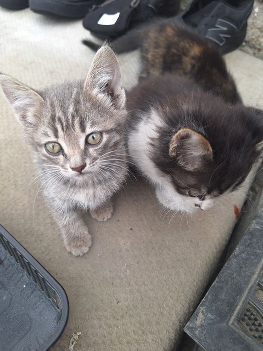 Котята бесплатно