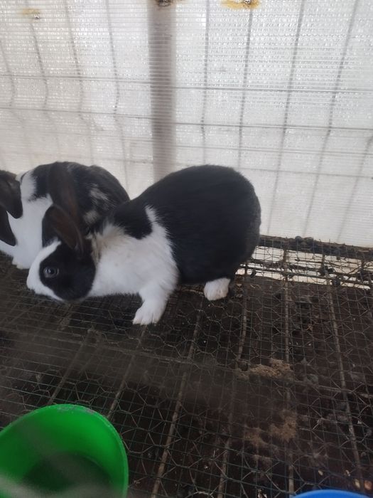 Hycole francez disponibil