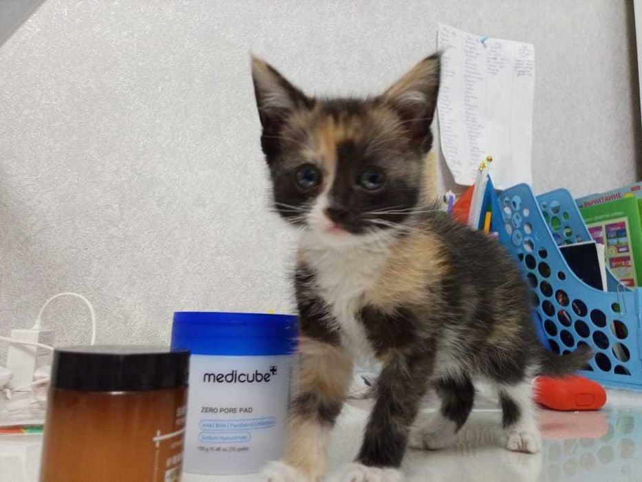 Отдам котят в добрые руки