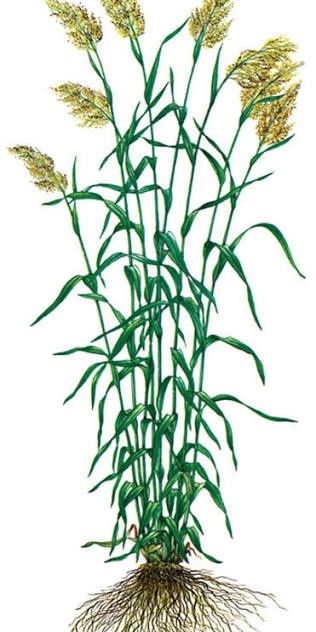 Прожаю семена суданской травы