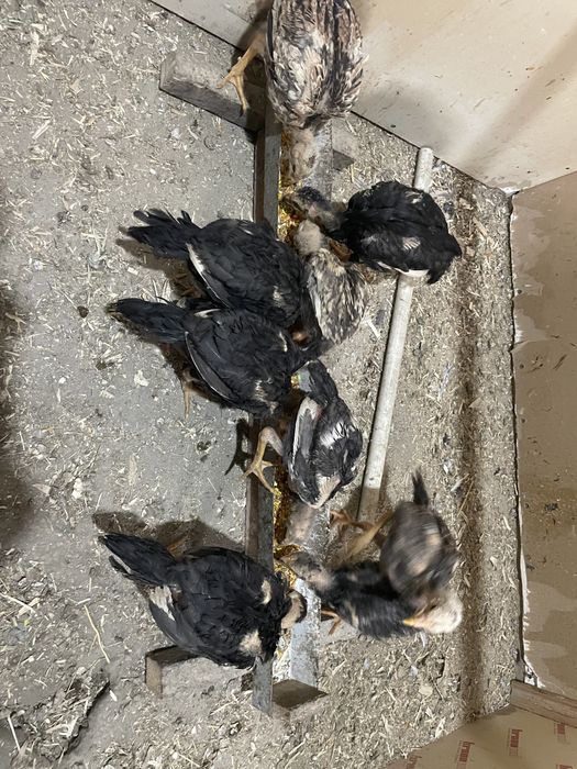 Тоза куланги жужачалри сотилади.