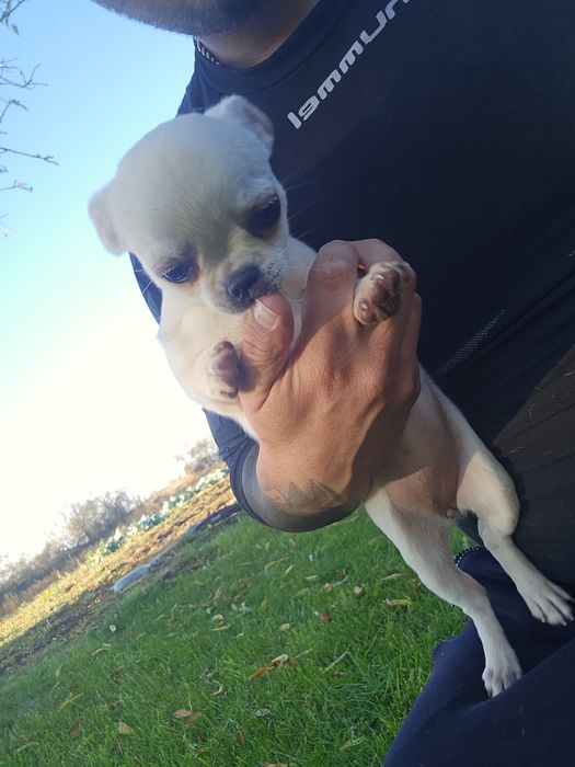 Чихуахуа момче и момиче