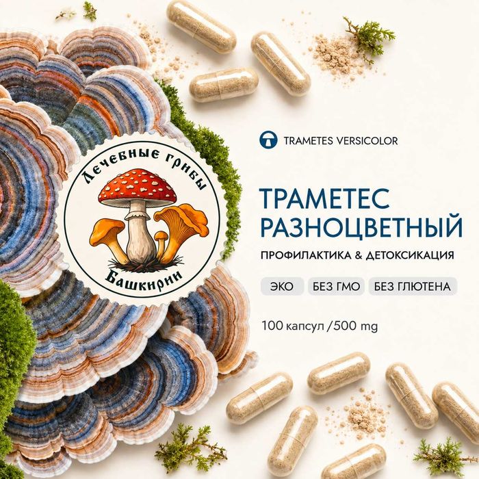 Траметес грибы премиум Башкирия | Мицелий и капсулы