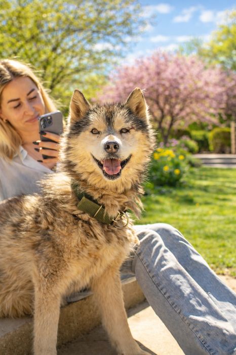 Хаски кобель ищет семью