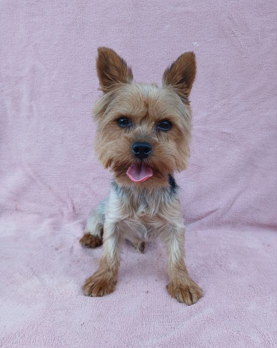yorkshire terrier mini toy • Anunturi gratuite •