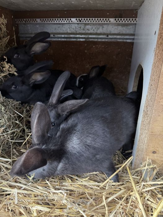 Hicole francez iepuri