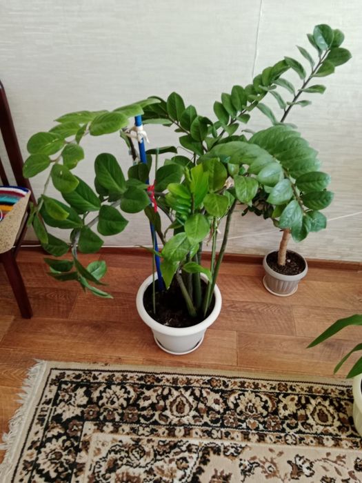 домашние цветы продам