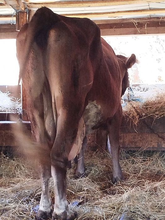 Vand 2 vaci bune de lapte