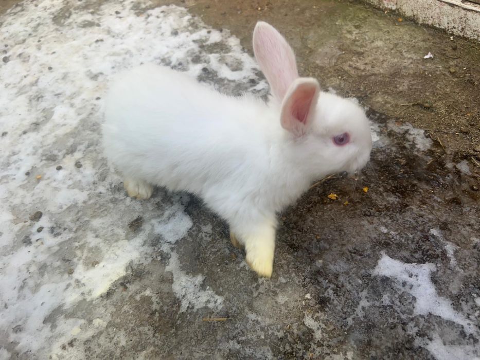 Vand iepuri pannonia pui 100