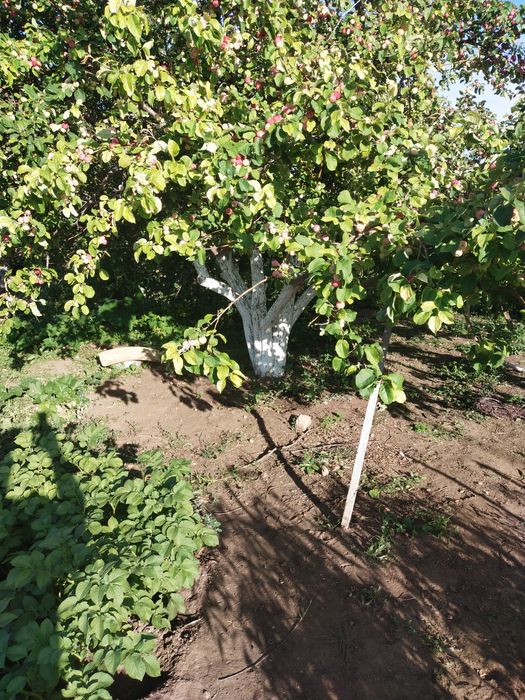 Продам дачу, в районе Пригородны, Черемушки