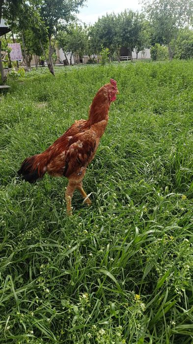 Куланги Хуроз сотилади , 2025 август жужаси