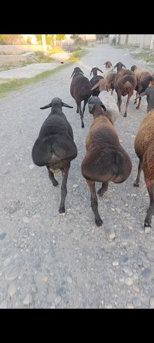 Arashan Gissar 4oylik quzichalar