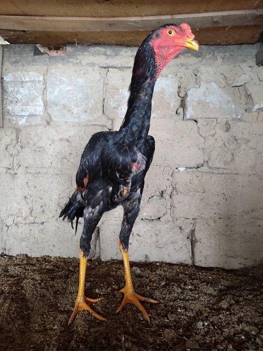 Дакан қораз дакан