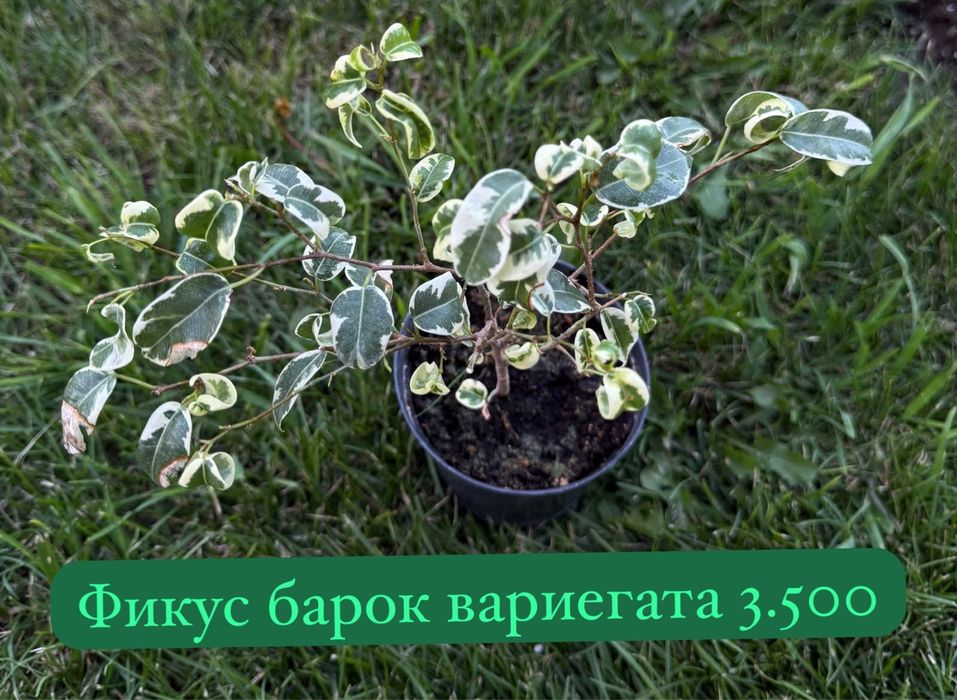 Комнатные растения