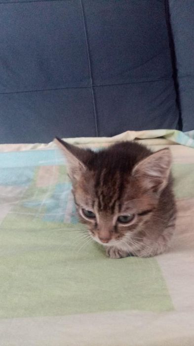 Отдам даром котят