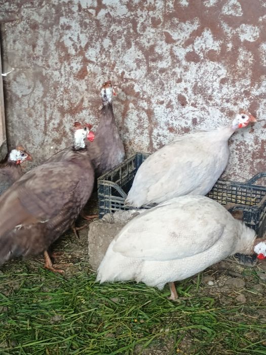 Găini disponibile și pui