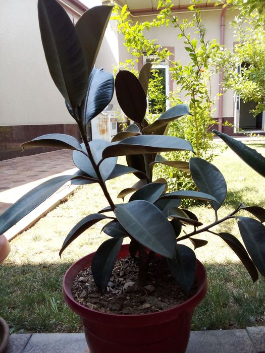 Gullar sotiladi xonaki