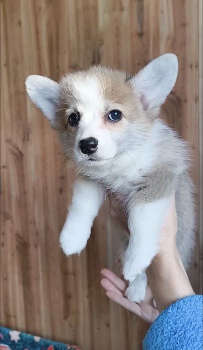 Щенята вельш-корги пемброк