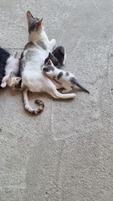 Donez 4 pui de pisica si pe mama lor . Pisica nu este a mea , m am trezit cu ea si 4 puiuti pe terasa .