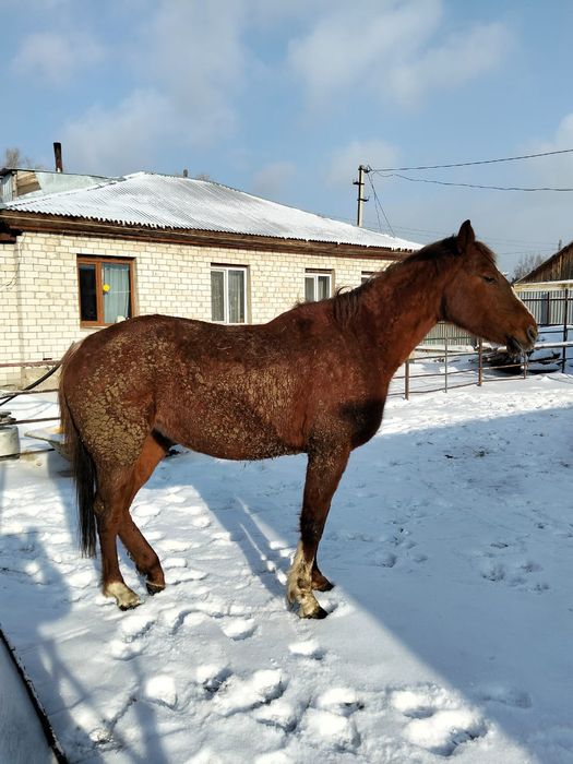 Таза қаңды байтал сатамын